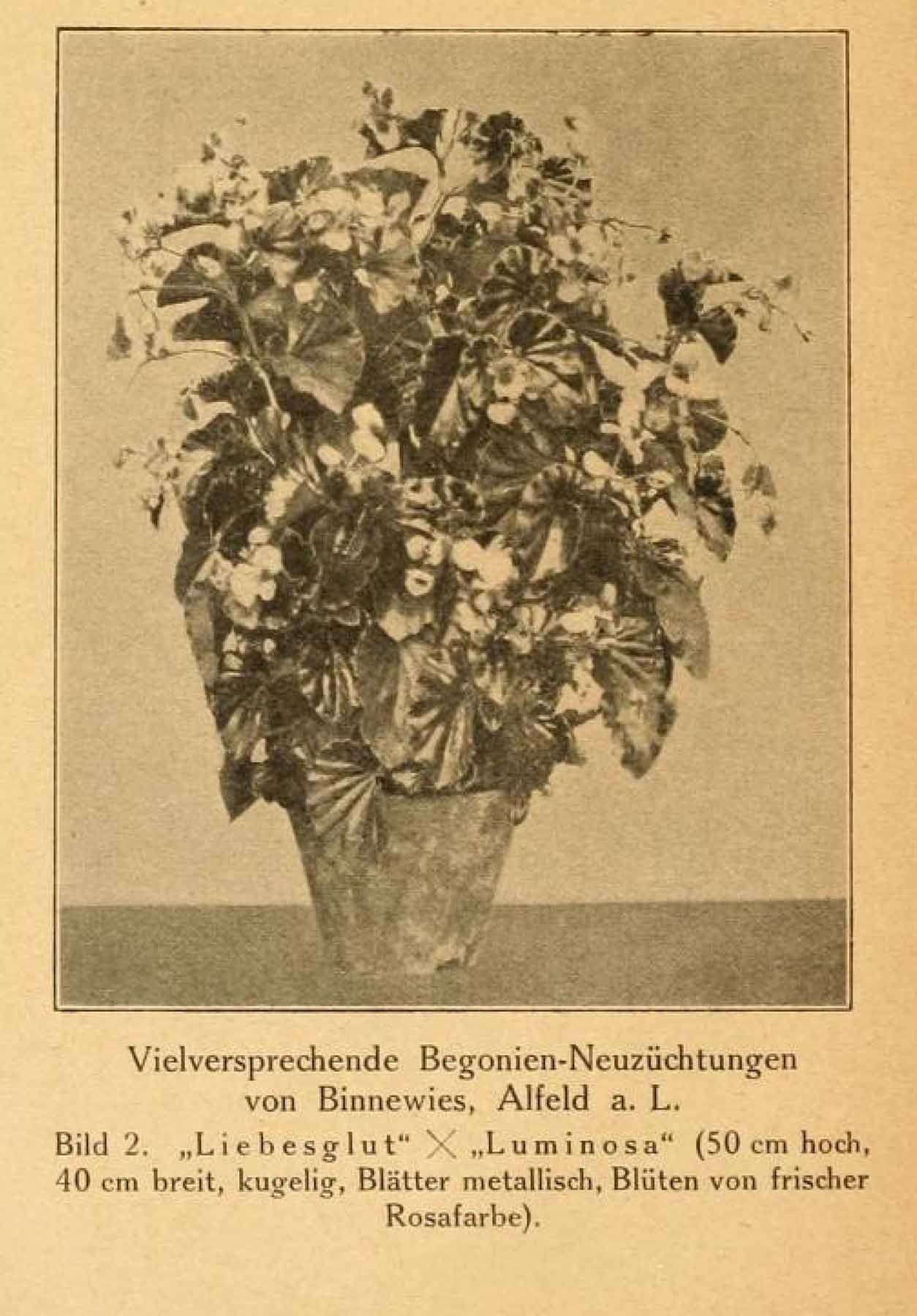 B. (Liebesglut x Luminosa)
